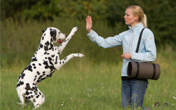 warmup blanket basic gimme five