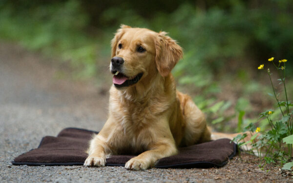 warmup BLANKET "BASIC"
