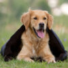 Actionfactory "warmup" Blanket BIG Hundedecke Neopren wasserdichte Fleecedecke