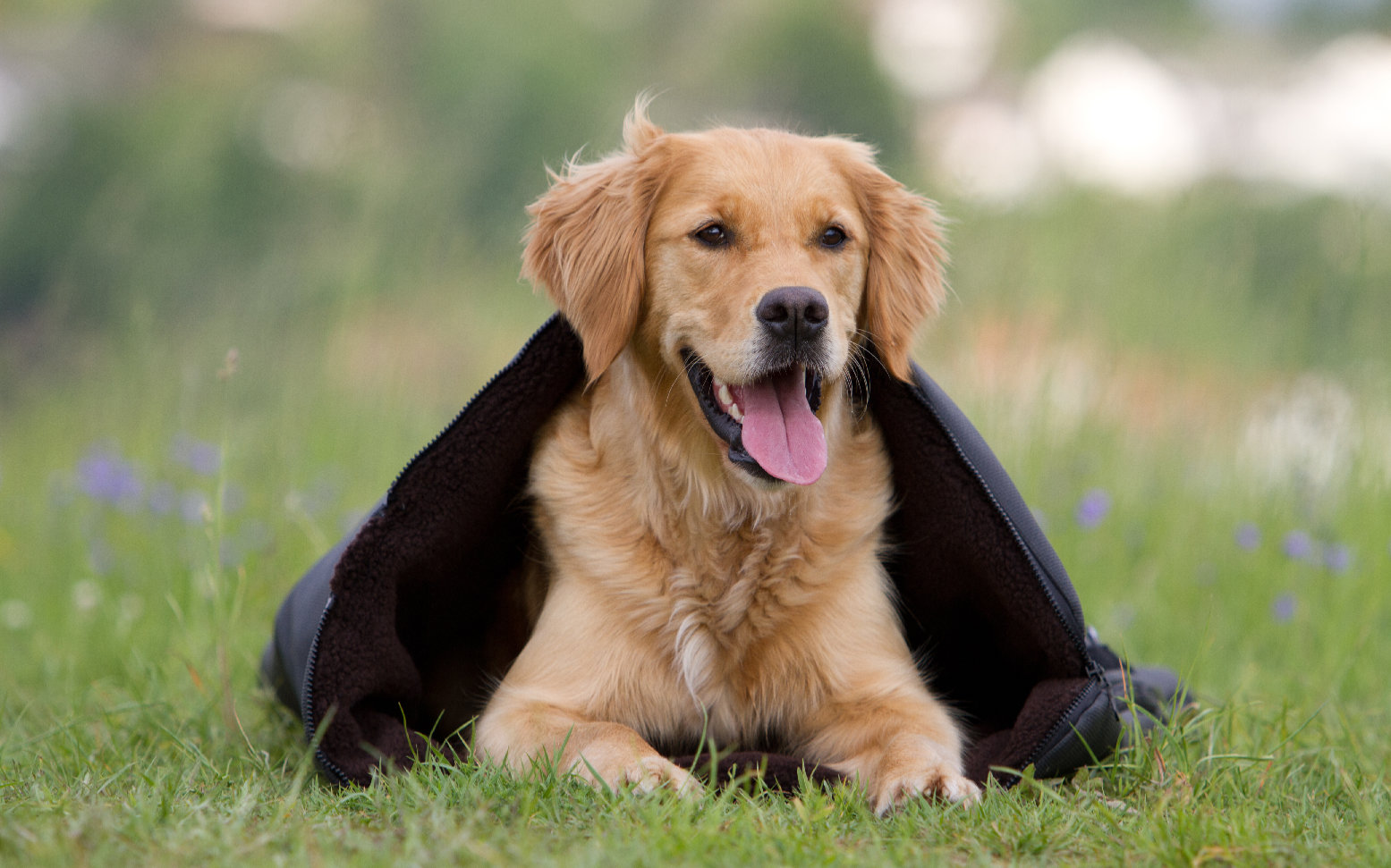 Actionfactory "warmup" Blanket BIG Hundedecke Neopren wasserdichte Fleecedecke