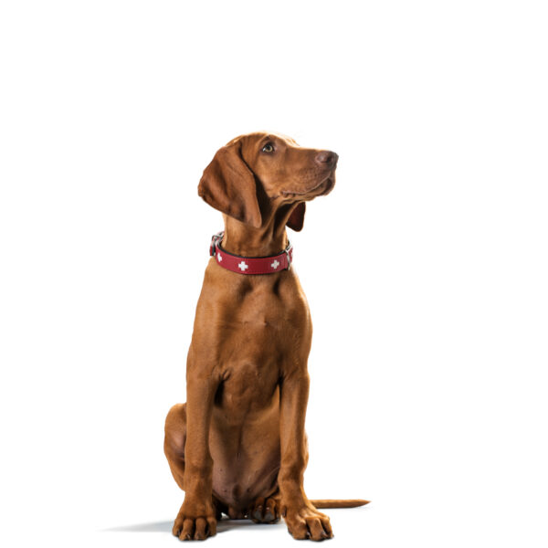 Hunter Swiss Halsband Hundehalsband Nappaleder Rot Schwarz Braun Natur Beige
