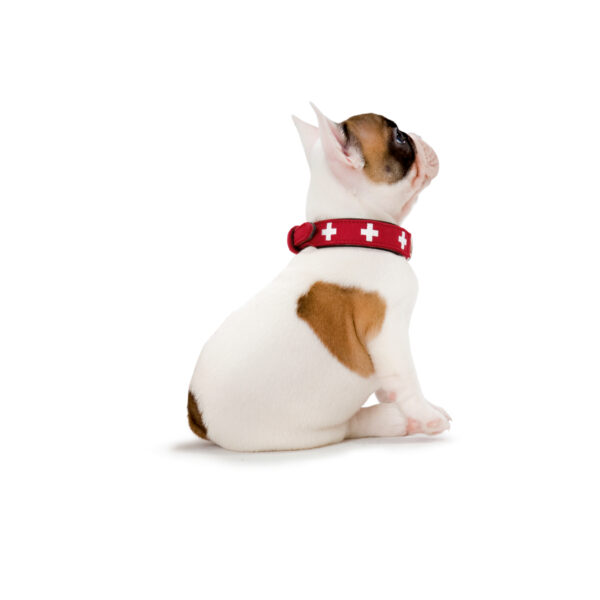 Hunter Swiss Halsband Hundehalsband Nappaleder Rot Schwarz Braun Natur Beige