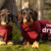 dryup Cape Hundebademantel speziell für Dackel Trockencape Baumwollfrottee 5 Größen - Bordeaux (rot)