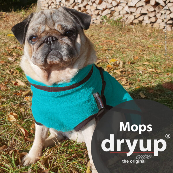 dryup Cape Hundebademantel speziell für Mops Trockencape Baumwollfrottee 6 Größen *Petrol | Blaugrün*