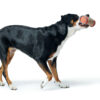 Hunter® Hunde Futterdummy Dummy Snackdummy Trainer Trainingsdummy Tough Pombas