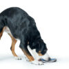 Hunter® Hunde Frisbee  Flying Fun ø 22cm Hundespielzeug Sansibar Morsum mit Ton