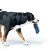 Hunter® Hunde Frisbee  Flying Fun ø 22cm Hundespielzeug Sansibar Morsum mit Ton