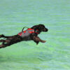 Hunter® MOSS Hunde Schwimmweste Rettungsweste Schwimmhilfe Hundeweste Griff 5 Größen