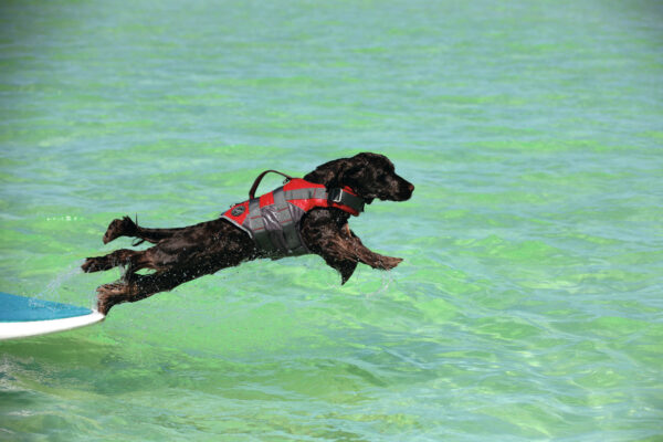 Hunter® MOSS Hunde Schwimmweste Rettungsweste Schwimmhilfe Hundeweste Griff 5 Größen