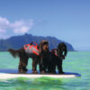 Hunter® MOSS Hunde Schwimmweste Rettungsweste Schwimmhilfe Hundeweste Griff 5 Größen