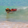 Hunter® MOSS Hunde Schwimmweste Rettungsweste Schwimmhilfe Hundeweste Griff 5 Größen