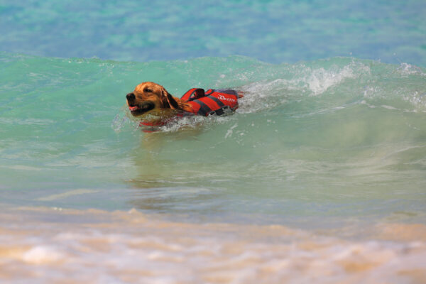 Hunter® MOSS Hunde Schwimmweste Rettungsweste Schwimmhilfe Hundeweste Griff 5 Größen