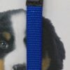 Karlie verstellbares Welpen Hunde Halsband Welpenhalsband 4 Farben 20 30 cm 10mm 253230056952 6