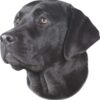 Hunde Aufkleber 2er Set für Auto Außenbereich 24 Motive Hunderassen UV Siebdruck
