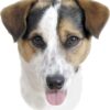Hunde Aufkleber 2er Set für Auto Außenbereich 24 Motive Hunderassen UV Siebdruck