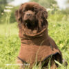 dryup Cape BIG Hundebademantel Trockencape Baumwollfrottee große Hunde 3 Größen